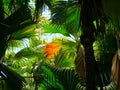 Seychelles, Praslin island, sea coconut in the VallÃÂ©e de Mai Royalty Free Stock Photo