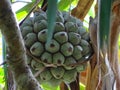 Seychelles, Praslin island, sea coconut in the VallÃÂ©e de Mai Royalty Free Stock Photo