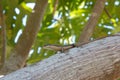 Seychelles Skink 1 Royalty Free Stock Photo