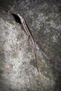 Seychelles skink Royalty Free Stock Photo