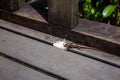 Seychelles skink lizard Mabuya seychellensis, Trachylepis seychellensis eating trash plastic bag. Royalty Free Stock Photo