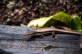 Seychelles skink lizard Mabuya seychellensis, Trachylepis seychellensis. Royalty Free Stock Photo