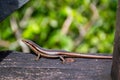 Seychelles skink lizard Mabuya seychellensis, Trachylepis seychellensis. Royalty Free Stock Photo