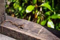 Seychelles skink lizard Mabuya seychellensis, Trachylepis seychellensis.