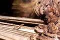 Seychelles skink Mabuya seychellensis, Trachylepis seychellensis sitting on a dried palm leaf. Royalty Free Stock Photo