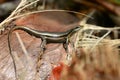 The Seychelles skink Trachylepis seychellensis Royalty Free Stock Photo