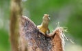 The Seychelles skink Trachylepis seychellensis