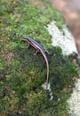 Seychelles skink Royalty Free Stock Photo