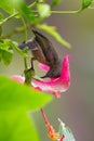 Seychelles sunbird Cinnyris dussumieri