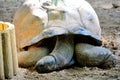 Seychelles tortoise. Tortoise of Seychelles