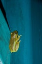 Green tree frog Royalty Free Stock Photo