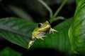 Green tree frog on a leaf in the jungle Royalty Free Stock Photo