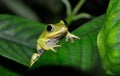 Seychelles Tree Frog Tachycnemis seychellensis on a leaf Royalty Free Stock Photo