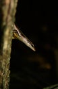 Seychelles Skink Trachylepis sechellensis.