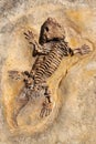 Seymouria baylorensis - cast of fossil Early Permian period Royalty Free Stock Photo