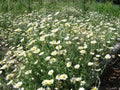 sflowering field chamomiles growing in a meadow