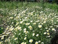 Sflowering field chamomiles growing in a meadow