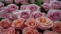 sfondo astratto colorato di rose rosse, bianche e rosa, mille rose