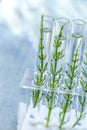 SGMO Concept: samplings of genetically modified plants growing inside test tubes. Royalty Free Stock Photo