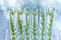 SGMO Concept: samplings of genetically modified plants growing inside test tubes. Royalty Free Stock Photo