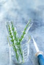 SGMO Concept: samplings of genetically modified plants growing inside test tubes. Royalty Free Stock Photo