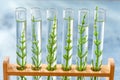 SGMO Concept: samplings of genetically modified plants growing inside test tubes. Royalty Free Stock Photo