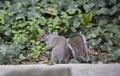 Sguirrel with nut in the mouth Royalty Free Stock Photo