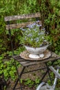 Shabby Chic Garden Still Life Royalty Free Stock Photo