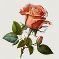 Elegant Shabby Chic Rose