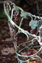 A shabby-chic rusty ornate wrought iron chair sits in an autumn garden Royalty Free Stock Photo