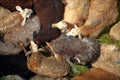 Amusing herd of sheep rest in a close pile