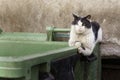 Shabby dirty stray cat lying on the filthy garbage container Royalty Free Stock Photo