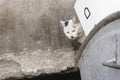 Shabby, dirty, stray cat, peeking behind thrown cardboard boxes