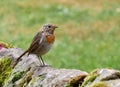 Young juvenile robin going through first moult