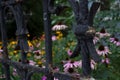 Shabby metal fence with flowers behind