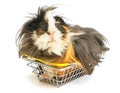 Shabby shaggy guinea pig sitting in a small shopping basket on a white background