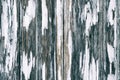 Shabby wood texture covered by aged cracked painting. Rough wooden painted fence boards surface Royalty Free Stock Photo