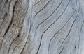 Shabby wooden texture close-up photo. Cold grey wood background. Royalty Free Stock Photo