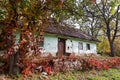 Shabby and worn old country house, yard with ivy vine growing on trees and ground, desolation