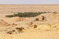 Palm trees in an oasis in the Sahara Desert Royalty Free Stock Photo