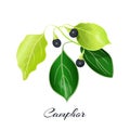 Camphor