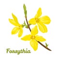 Forsythia isolated on white background. Branch with yellow spring flowers. Vector flower illustration Royalty Free Stock Photo