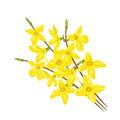 Bouquet of twigs with yellow flowers isolated on white background. Blooming forsythia. Royalty Free Stock Photo