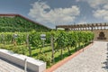 Shabo winery grape garden in Ukraine
