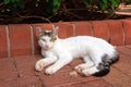 Shaby dirty homeless white cat laying in the street ground Royalty Free Stock Photo