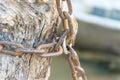 Shackle chaining the stump Royalty Free Stock Photo