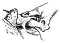 Shackle Joint from the Exoskeleton of a Siluroid Fish, vintage illustration