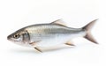 Shad fish isolated on transparent background. Royalty Free Stock Photo