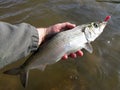 Shad Fishing in Washington DC Royalty Free Stock Photo