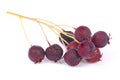 Shadberry. Amelanchier ovalis. Royalty Free Stock Photo